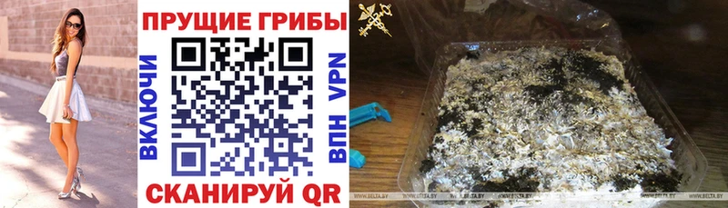 Псилоцибиновые грибы Psilocybe Приморск